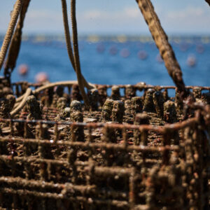 Mare Santo Cuvée Prestige Extra Dry - Image 5