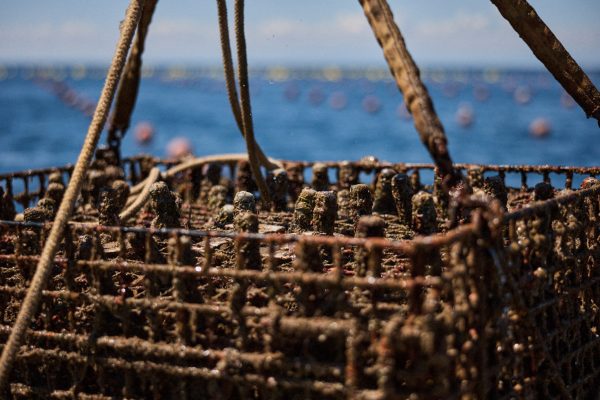 Mare Santo Dragic-4 Mare Santo Cuvée Prestige Extra Dry