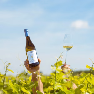 Divin 0.0 Sauvignon Blanc - Image 2