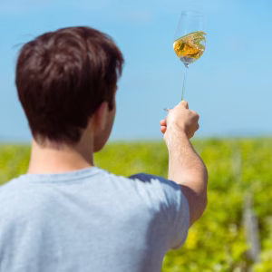 Divin 0.0 Sauvignon Blanc - Image 3