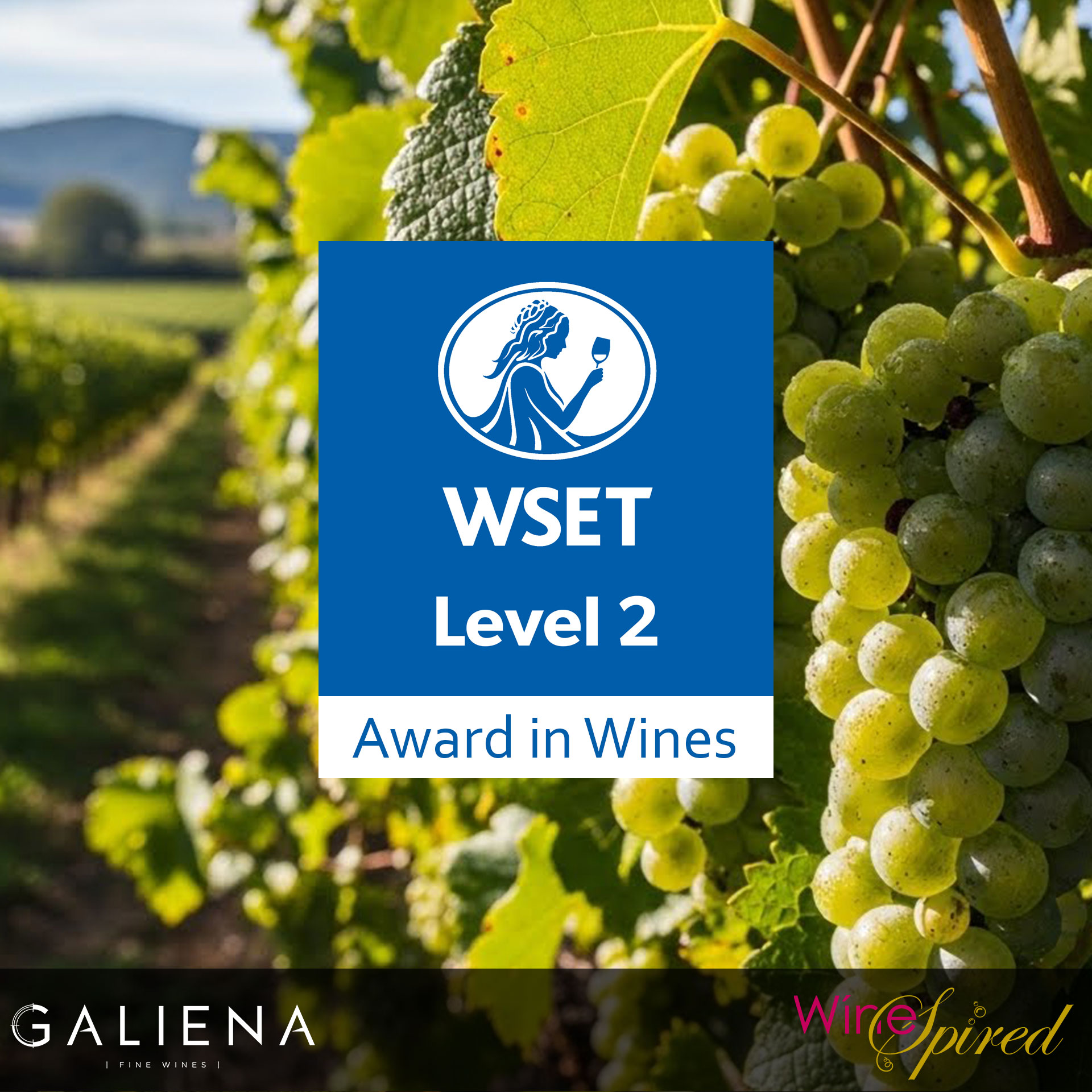 WSET Level 2 in Partnership with Galiena